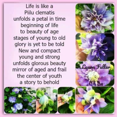 photos of the piilu clematis and how the cycle of life is depicted in a poem