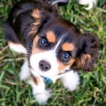 puppy looking up at camera