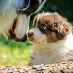 puppy and big dog nose to nose