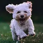 white puppy running