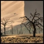 photo of devastation, dead trees and barren land