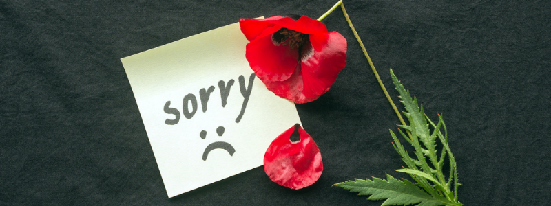 word sorry with red poppy