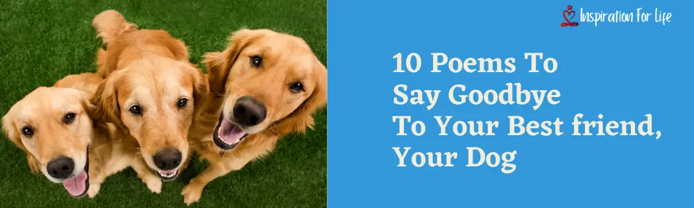 10 Poems To Say Goodbye to your best friend, Your Dog feature image