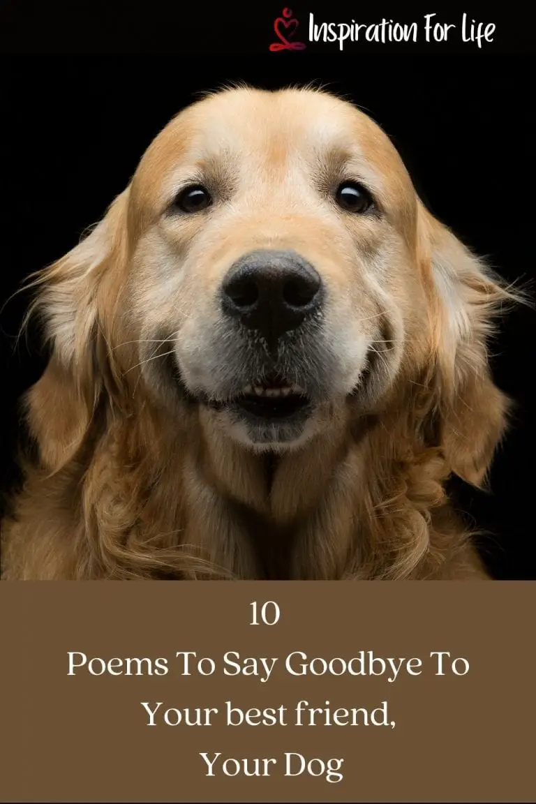 10 Poems To Say Goodbye to your best friend, Your Dog