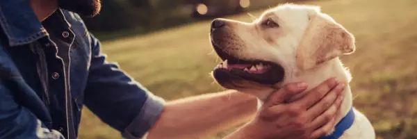 best friend poems, dogs man petting dog