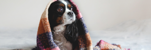 dog in blanket