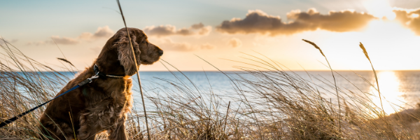 dog on beach