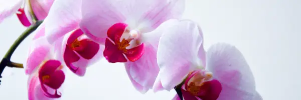  Self Love Poems laura fuller r orchid