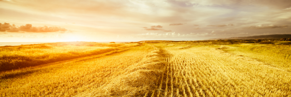 earthworm field with sun